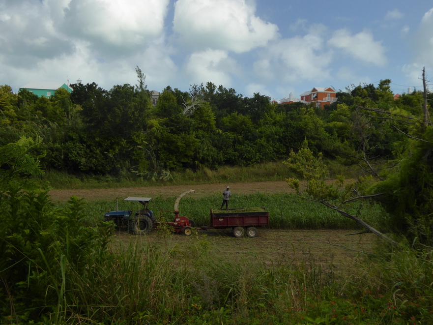 hamilton bermuda Bermudas Harvesting Corn
