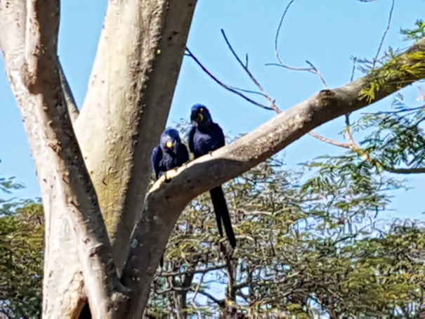 Xaraes-Macau Anodorhynchus hyacinthinus