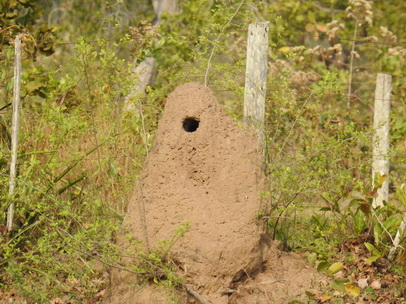 Flycatchernest 