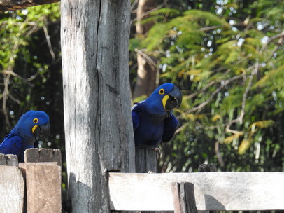 Hyazinth-Ara  Macaw Papagei Blauflügelpapagei Hyazinth-Ara  MacawPapagei Blauflügelpapagei Hyazinth-Ara  Macaw