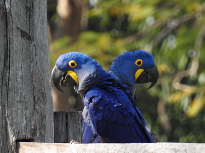 Hyazinth-Ara  Macaw Papagei Blauflügelpapagei Hyazinth-Ara  MacawPapagei Blauflügelpapagei Hyazinth-Ara  Macaw