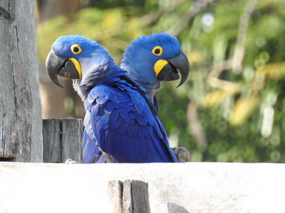 Hyazinth-Ara  Macaw Papagei Blauflügelpapagei Hyazinth-Ara  MacawPapagei Blauflügelpapagei Hyazinth-Ara  Macaw