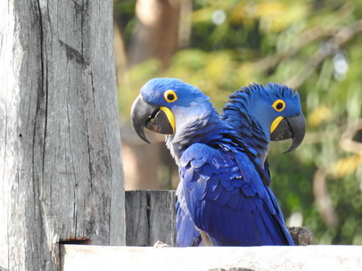 Hyazinth-Ara  Macaw Papagei Blauflügelpapagei Hyazinth-Ara  MacawPapagei Blauflügelpapagei Hyazinth-Ara  Macaw