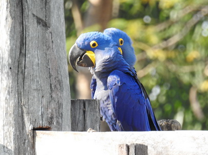 Hyazinth-Ara  Macaw Papagei Blauflügelpapagei Hyazinth-Ara  MacawPapagei Blauflügelpapagei Hyazinth-Ara  Macaw