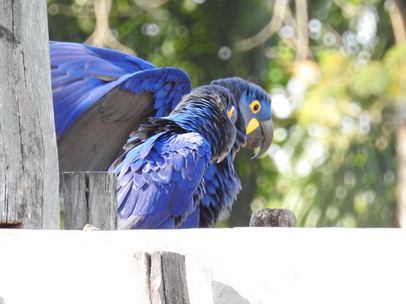 Hyazinth-Ara  Macaw Papagei Blauflügelpapagei Hyazinth-Ara  MacawPapagei Blauflügelpapagei Hyazinth-Ara  Macaw