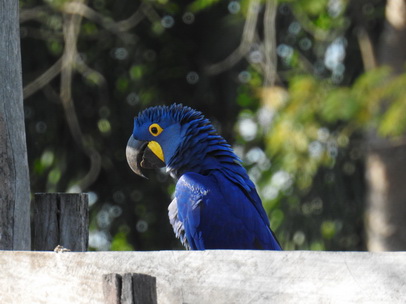 Hyazinth-Ara  Macaw Papagei Blauflügelpapagei Hyazinth-Ara  MacawPapagei Blauflügelpapagei Hyazinth-Ara  Macaw