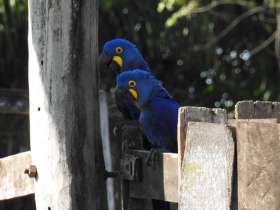 Hyazinth-Ara  Macaw Papagei Blauflügelpapagei Hyazinth-Ara  MacawPapagei Blauflügelpapagei Hyazinth-Ara  Macaw