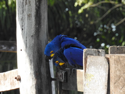 Hyazinth-Ara  Macaw Papagei Blauflügelpapagei Hyazinth-Ara  MacawPapagei Blauflügelpapagei Hyazinth-Ara  Macaw