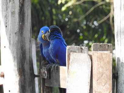 Hyazinth-Ara  Macaw Papagei Blauflügelpapagei Hyazinth-Ara  MacawPapagei Blauflügelpapagei Hyazinth-Ara  Macaw