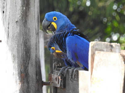 Hyazinth-Ara  Macaw Papagei Blauflügelpapagei Hyazinth-Ara  MacawPapagei Blauflügelpapagei Hyazinth-Ara  Macaw