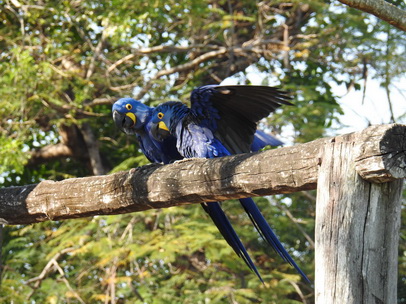 Hyazinth-Ara  Macaw Papagei Blauflügelpapagei Hyazinth-Ara  MacawPapagei Blauflügelpapagei Hyazinth-Ara  Macaw
