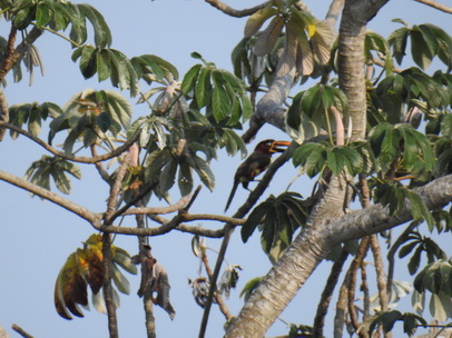   Toco Toco Tucan Tukan Chestnut Eared Aracari Toco Toco Tucan Tukan Chestnut Eared Aracari 