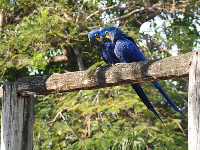 Hyazinth-Ara  Macaw Papagei Blauflügelpapagei Hyazinth-Ara  MacawPapagei Blauflügelpapagei Hyazinth-Ara  Macaw