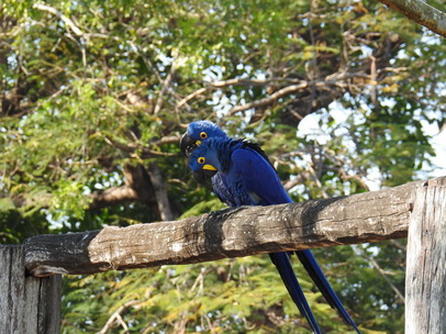 Hyazinth-Ara  Macaw Papagei Blauflügelpapagei Hyazinth-Ara  MacawPapagei Blauflügelpapagei Hyazinth-Ara  Macaw