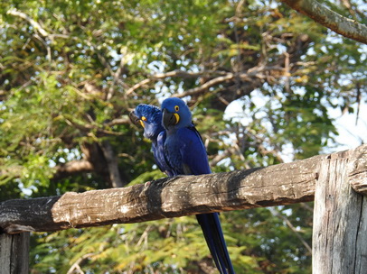 Hyazinth-Ara  Macaw Papagei Blauflügelpapagei Hyazinth-Ara  MacawPapagei Blauflügelpapagei Hyazinth-Ara  Macaw