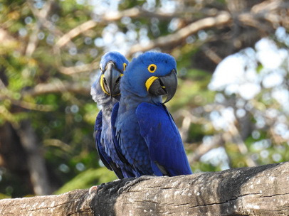 Hyazinth-Ara  Macaw Papagei Blauflügelpapagei Hyazinth-Ara  MacawPapagei Blauflügelpapagei Hyazinth-Ara  Macaw