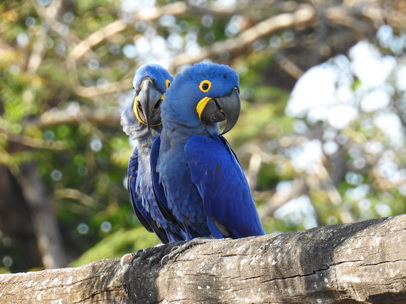 Hyazinth-Ara  Macaw Papagei Blauflügelpapagei Hyazinth-Ara  MacawPapagei Blauflügelpapagei Hyazinth-Ara  Macaw