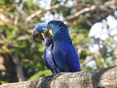Hyazinth-Ara  Macaw Papagei Blauflügelpapagei Hyazinth-Ara  MacawPapagei Blauflügelpapagei Hyazinth-Ara  Macaw
