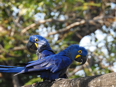 Hyazinth-Ara  Macaw Papagei Blauflügelpapagei Hyazinth-Ara  MacawPapagei Blauflügelpapagei Hyazinth-Ara  Macaw