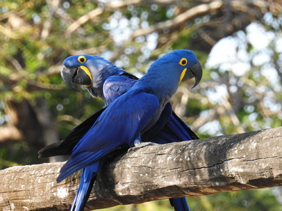 Hyazinth-Ara  Macaw Papagei Blauflügelpapagei Hyazinth-Ara  MacawPapagei Blauflügelpapagei Hyazinth-Ara  Macaw