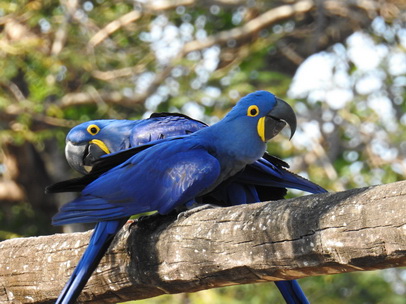 Hyazinth-Ara  Macaw Papagei Blauflügelpapagei Hyazinth-Ara  MacawPapagei Blauflügelpapagei Hyazinth-Ara  Macaw