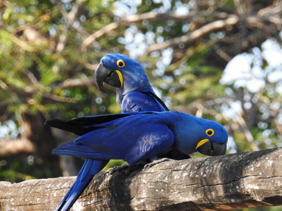 Hyazinth-Ara  Macaw Papagei Blauflügelpapagei Hyazinth-Ara  MacawPapagei Blauflügelpapagei Hyazinth-Ara  Macaw