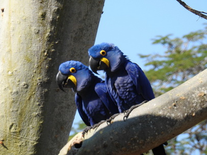 Hyazinth-Ara  Macaw Papagei Blauflügelpapagei Hyazinth-Ara  MacawPapagei Blauflügelpapagei Hyazinth-Ara  Macaw