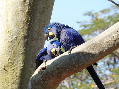 Hyazinth-Ara  Macaw Papagei Blauflügelpapagei Hyazinth-Ara  MacawPapagei Blauflügelpapagei Hyazinth-Ara  Macaw