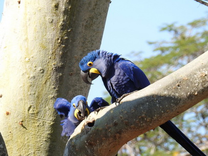 Hyazinth-Ara  Macaw Papagei Blauflügelpapagei Hyazinth-Ara  MacawPapagei Blauflügelpapagei Hyazinth-Ara  Macaw
