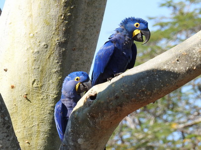 Hyazinth-Ara  Macaw Papagei Blauflügelpapagei Hyazinth-Ara  MacawPapagei Blauflügelpapagei Hyazinth-Ara  Macaw