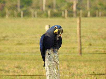 Hyazinth-Ara  Macaw Papagei Blauflügelpapagei Hyazinth-Ara  MacawPapagei Blauflügelpapagei Hyazinth-Ara  Macaw