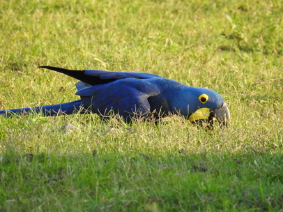 Hyazinth-Ara  Macaw Papagei Blauflügelpapagei Hyazinth-Ara  MacawPapagei Blauflügelpapagei Hyazinth-Ara  Macaw