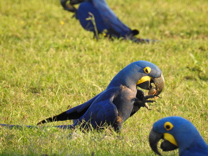 Hyazinth-Ara  Macaw Papagei Blauflügelpapagei Hyazinth-Ara  MacawPapagei Blauflügelpapagei Hyazinth-Ara  Macaw