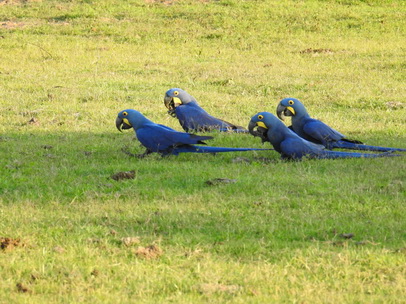 Hyazinth-Ara  Macaw Papagei Blauflügelpapagei Hyazinth-Ara  MacawPapagei Blauflügelpapagei Hyazinth-Ara  Macaw
