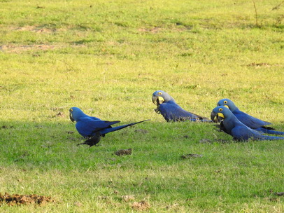 Hyazinth-Ara  Macaw Papagei Blauflügelpapagei Hyazinth-Ara  MacawPapagei Blauflügelpapagei Hyazinth-Ara  Macaw