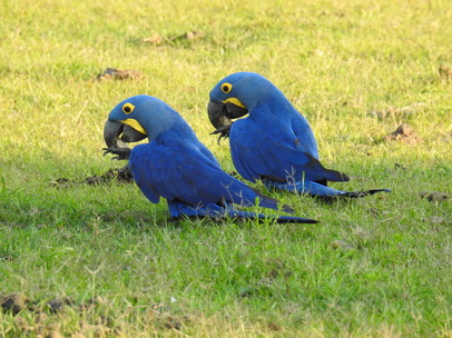 Hyazinth-Ara  Macaw Papagei Blauflügelpapagei Hyazinth-Ara  MacawPapagei Blauflügelpapagei Hyazinth-Ara  Macaw