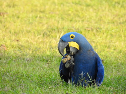 Hyazinth-Ara  Macaw Papagei Blauflügelpapagei Hyazinth-Ara  MacawPapagei Blauflügelpapagei Hyazinth-Ara  Macaw