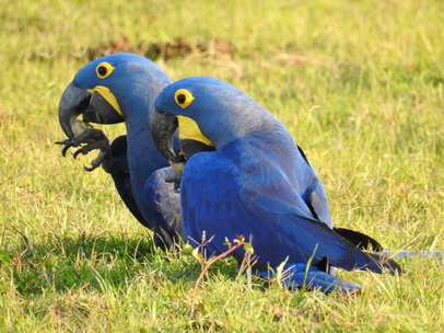 Hyazinth-Ara  Macaw Papagei Blauflügelpapagei Hyazinth-Ara  MacawPapagei Blauflügelpapagei Hyazinth-Ara  Macaw