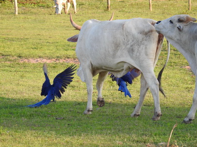 Hyazinth-Ara  Macaw Papagei Blauflügelpapagei Hyazinth-Ara  MacawPapagei Blauflügelpapagei Hyazinth-Ara  Macaw
