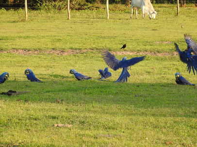 Hyazinth-Ara  Macaw Papagei Blauflügelpapagei Hyazinth-Ara  MacawPapagei Blauflügelpapagei Hyazinth-Ara  Macaw