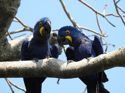 Hyazinth-Ara  Macaw Papagei Blauflügelpapagei Hyazinth-Ara  MacawPapagei Blauflügelpapagei Hyazinth-Ara  Macaw
