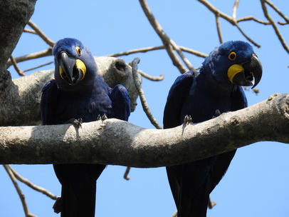 Hyazinth-Ara  Macaw Papagei Blauflügelpapagei Hyazinth-Ara  MacawPapagei Blauflügelpapagei Hyazinth-Ara  Macaw