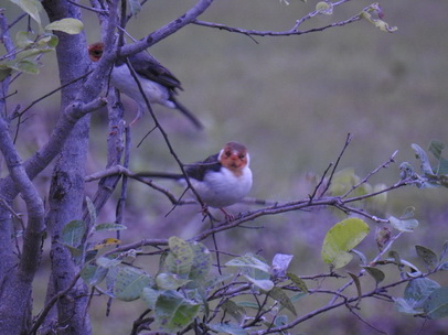 Flycatcher 
