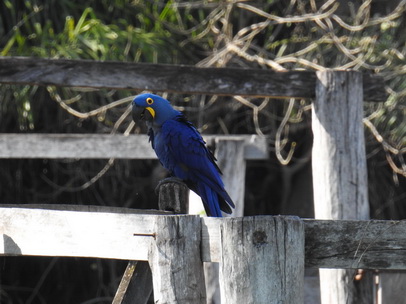 Hyazinth-Ara  Macaw Papagei Blauflügelpapagei Hyazinth-Ara  MacawPapagei Blauflügelpapagei Hyazinth-Ara  Macaw