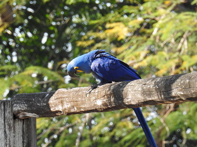 Hyazinth-Ara  Macaw Papagei Blauflügelpapagei Hyazinth-Ara  MacawPapagei Blauflügelpapagei Hyazinth-Ara  Macaw