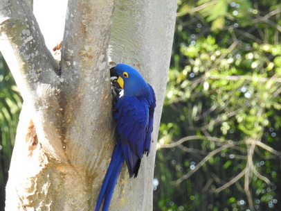 Hyazinth-Ara  Macaw Papagei Blauflügelpapagei Hyazinth-Ara  MacawPapagei Blauflügelpapagei Hyazinth-Ara  Macaw