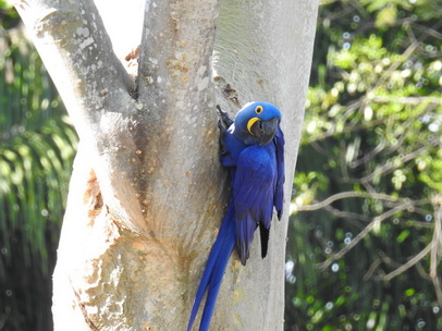 Hyazinth-Ara  Macaw Papagei Blauflügelpapagei Hyazinth-Ara  MacawPapagei Blauflügelpapagei Hyazinth-Ara  Macaw