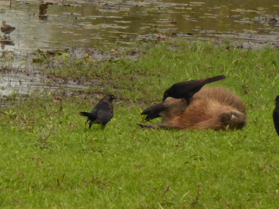 Wasserschwein Capybara
