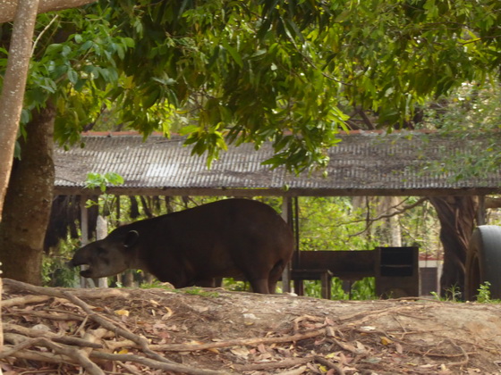 Tapir FlachlandtapirTapir Flachlandtapir am Rio Miranda