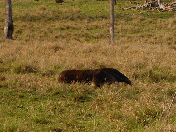 Tamandua Bandeira Großer AmeisenbärTamandua Bandeira Großer Ameisenbär